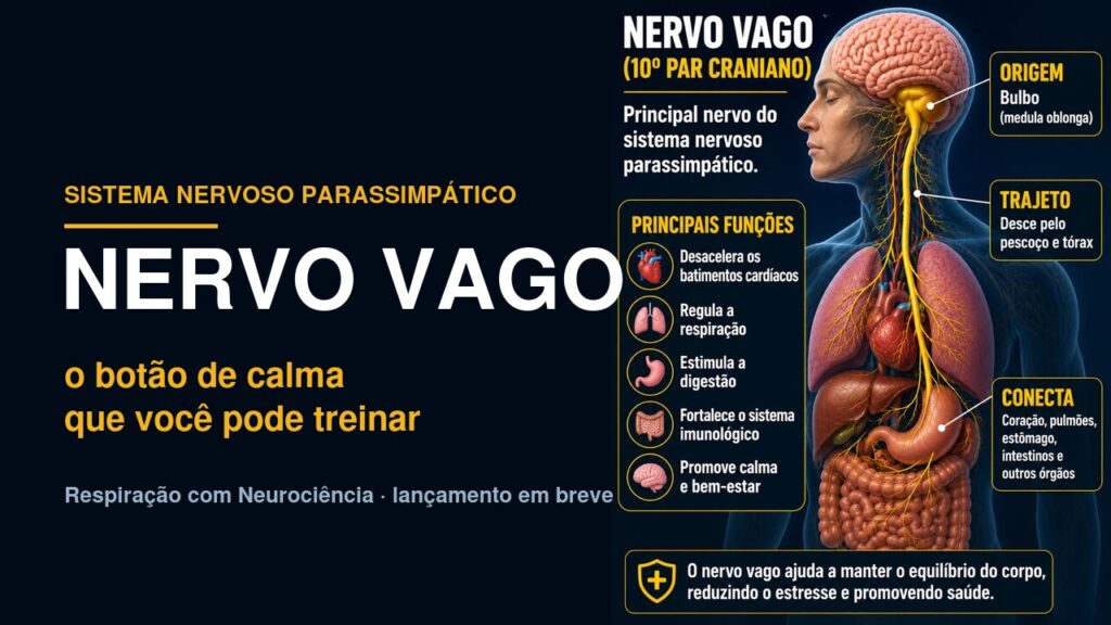 Nervo vago, o botão de calma que você pode treinar